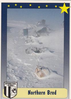 1992 MotorArt Iditarod Sled Dog Race #93 Northern Bred Front